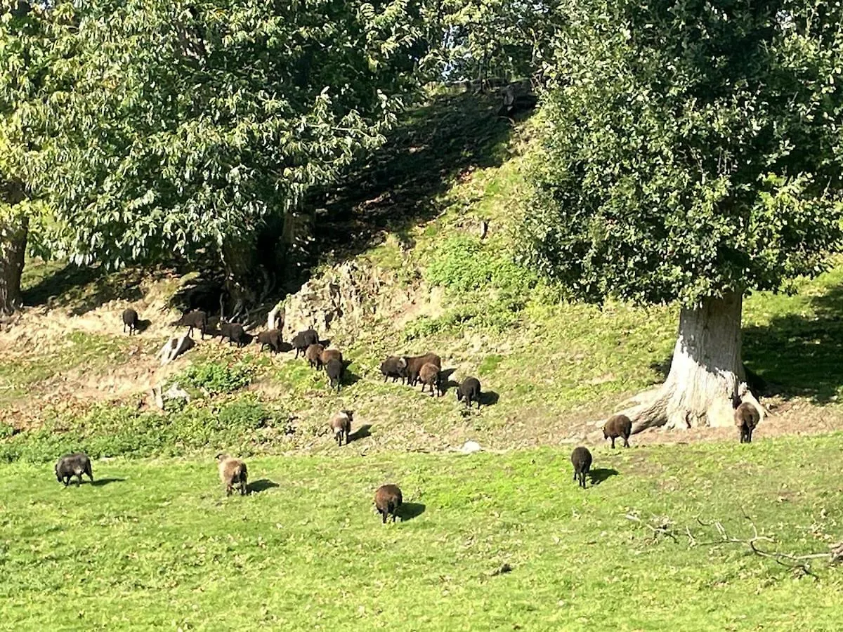 Pontrieux - Moutons Ouessant - Riviere Trieux Daire 0*,  Fransa