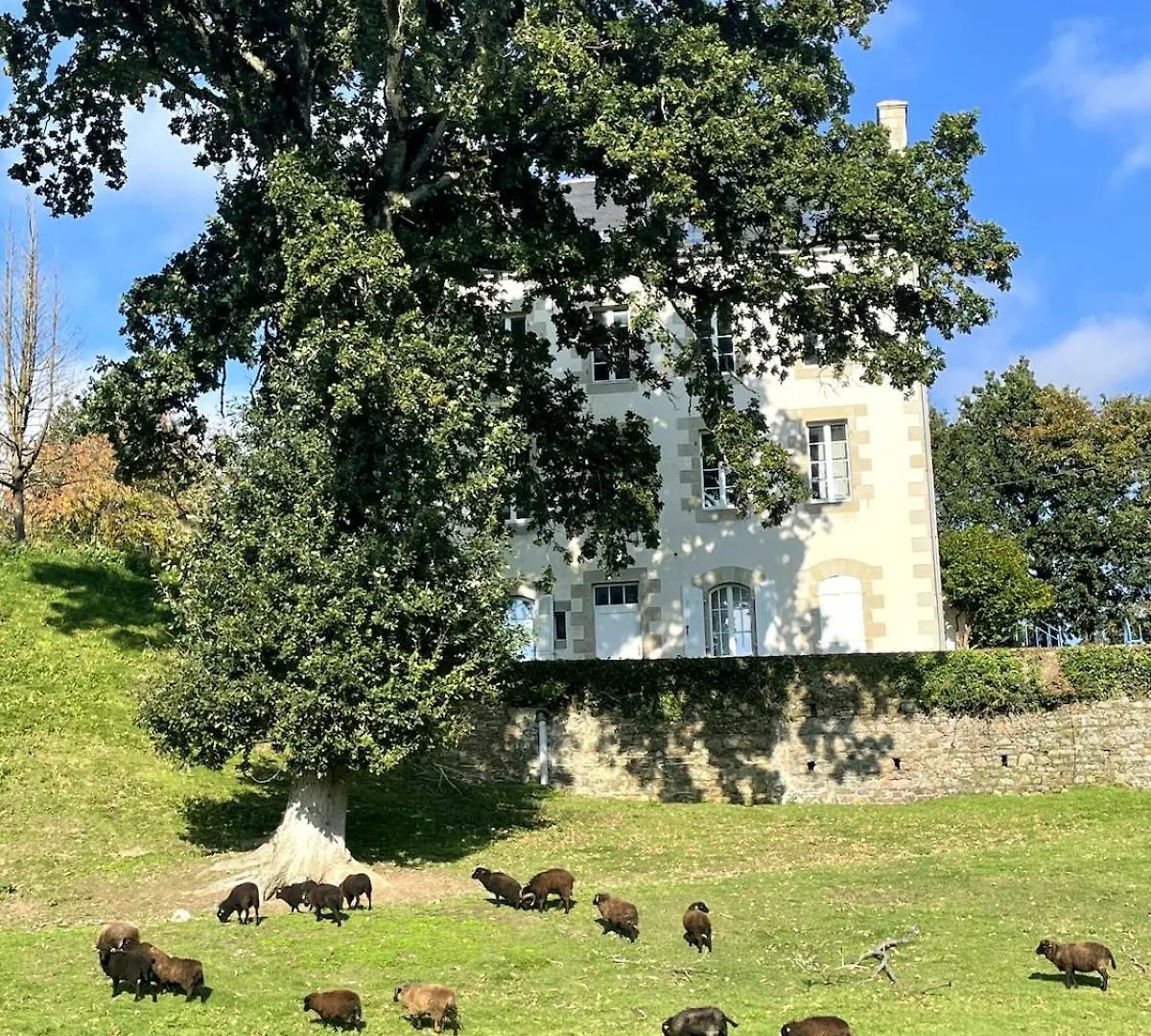 Pontrieux - Moutons Ouessant - Riviere Trieux Daire 0*,